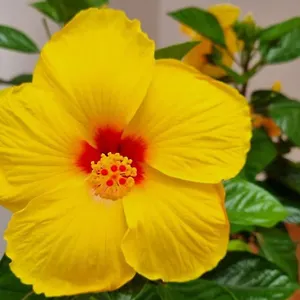 https://santiago-del-teide-santiago-del-teide.in-canary-islands.com
